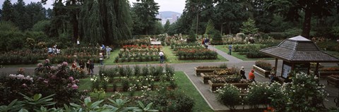 Framed Tourists in a rose garden, International Rose Test Garden, Washington Park, Portland, Multnomah County, Oregon, USA Print