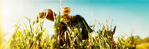 Framed Scarecrow in a corn field, Queens County Farm, Queens, New York City, New York State, USA Print