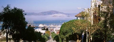 Framed Trees along the Hyde Street, San Francisco, California, USA Print