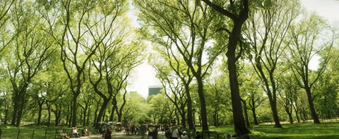 Framed Central Park in the spring time, New York City Print