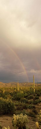 Framed Teddy-Bear Cholla and Saguaro cacti on a landscape, Sonoran Desert, Phoenix, Arizona, USA Print
