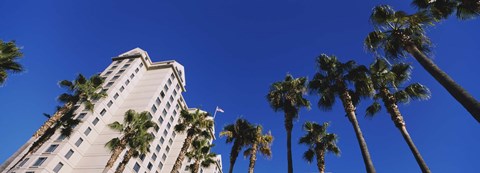 Framed Low angle view of palm trees, Downtown San Jose, San Jose, Silicon Valley, Santa Clara County, California Print