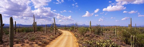 Framed Road, Saguaro National Park, Arizona, USA Print