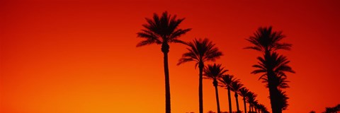 Framed Silhouette of Date Palm trees in a row at dawn, Phoenix, Arizona, USA Print