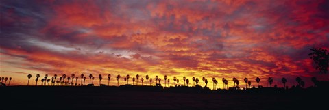 Framed Silhouette of palm trees at sunrise, San Diego, San Diego County, California, USA Print