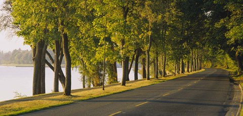 Framed Trees along a road, Lake Washington Boulevard, Seattle, Washington State, USA Print