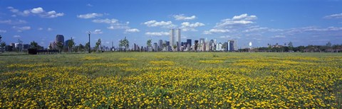 Framed Yellow Flowers in a park with Manhattan in the background, New York City Print