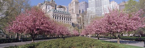 Framed Cherry Trees, Battery Park, NYC, New York City, New York State, USA Print