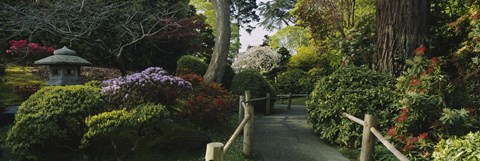 Framed Plants in a garden, Japanese Tea Garden, San Francisco, California, USA Print