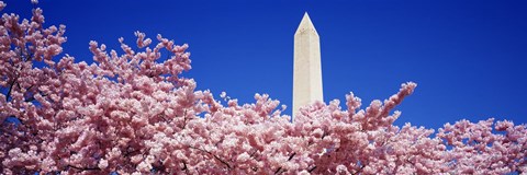 Framed Washington Monument and cherry blossoms, Washington DC Print