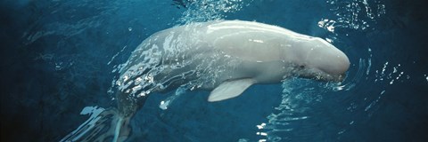 Framed Close-up of a Beluga whale in an aquarium, Shedd Aquarium, Chicago, Illinois, USA Print
