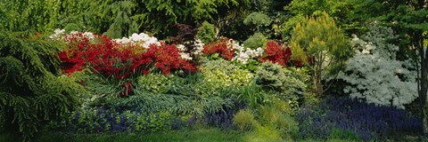 Framed High Angle View Of Flowers In A Garden, Baltimore, Maryland, USA Print