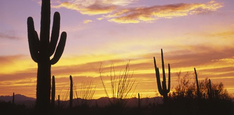 Framed Sunset Saguaro Cactus Saguaro National Park AZ Print