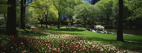 Framed Flowers in a park, Central Park, Manhattan, New York City, New York State, USA Print