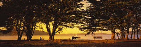 Framed Trees In A Field, Crissy Field, San Francisco, California, USA Print