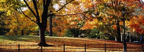 Framed Trees in a forest, Central Park, Manhattan, New York City, New York, USA Print