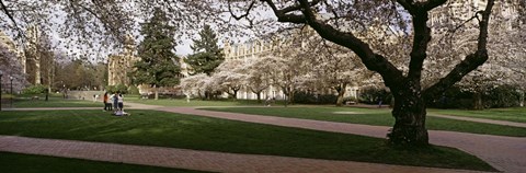 Framed Cherry trees in the quad of a university, University of Washington, Seattle, Washington State Print