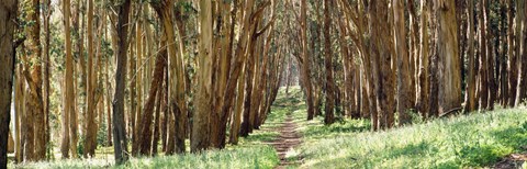 Framed Walkway passing through a forest, The Presidio, San Francisco, California, USA Print