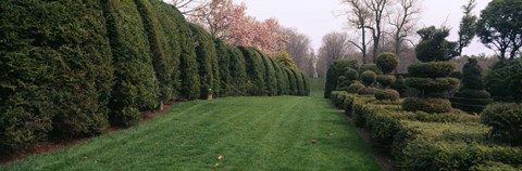 Framed Hedge in a formal garden, Ladew Topiary Gardens, Monkton, Baltimore County, Maryland Print