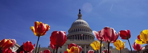 Framed Tulips with a government building in the background, Capitol Building, Washington DC, USA Print