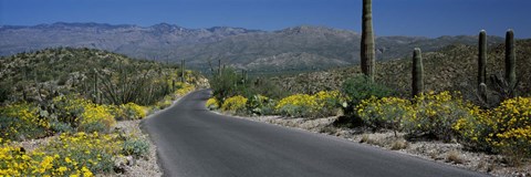 Framed Greenery in Saguaro National Park, Arizona Print