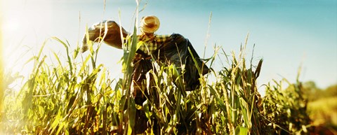 Framed Scarecrow in a corn field, Queens County Farm, Queens, New York City, New York State, USA Print