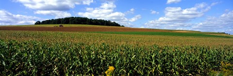 Framed Field Of Corn With Tractor In Distance, Carroll County, Maryland, USA Print