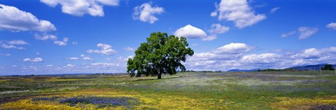 Framed Single Tree In Field Of Wildflowers, Table Mountain, Oroville, California, USA Print