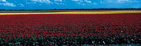 Framed Tulip field near Spalding Lincolnshire England Print