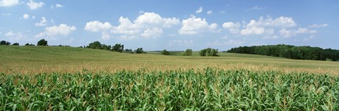 Framed Corn Crop In A Field, Wyoming County, New York State, USA Print