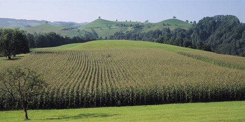 Framed Switzerland, Canton Zug, Panoramic view of Cornfields Print