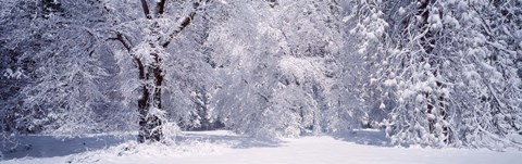 Framed Snow covered trees in a forest, Yosemite National Park, California, USA Print