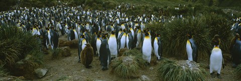 Framed High angle view of a colony of King penguins, Royal Bay, South Georgia Island, Antarctica Print