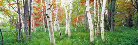 Framed Birch trees in a forest, Acadia National Park, Maine Print