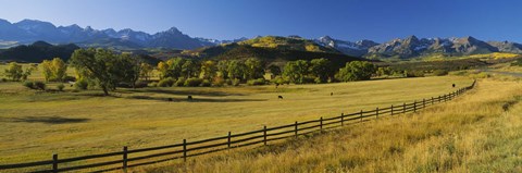 Framed Trees in a field, Colorado, USA Print