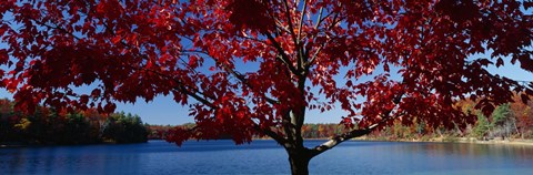 Framed Close-up of a tree, Walden Pond, Concord, Massachusetts, USA Print