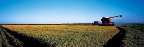 Framed Harvested rice field Glenn Co CA USA Print