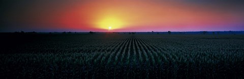 Framed Corn field at sunrise Sacramento Co CA USA Print
