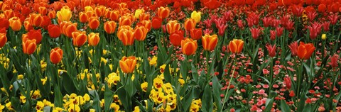 Framed Tulips in a field, St. James&#39;s Park, City Of Westminster, London, England Print