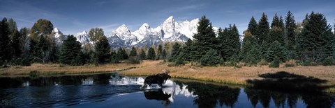Framed Moose &amp; Beaver Pond Grand Teton National Park WY USA Print