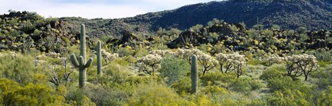 Framed Saguaro cactus (Carnegiea gigantea) in a field, Sonoran Desert, Arizona, USA Print