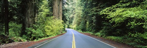 Framed Road passing through a forest, Prairie Creek Redwoods State Park, California, USA Print