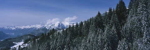 Framed Trees in a forest, Interlaken, Berne Canton, Switzerland Print