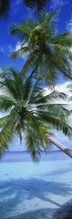 Framed Maldives Palm Trees Print