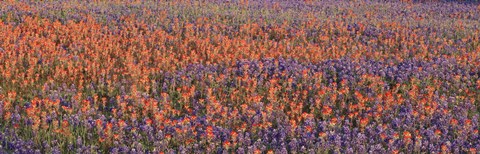Framed Texas Bluebonnets and Indian Paintbrushes in a field, Texas, USA Print