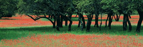 Framed Indian Paintbrushes And Scattered Oaks, Texas Hill Co, Texas, USA Print