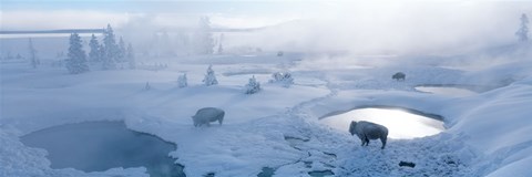 Framed Bison West Thumb Geyser Basin Yellowstone National Park, Wyoming, USA Print