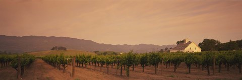 Framed Trees In A Vineyards, Napa Valley, California, USA Print