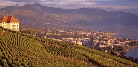Framed Vineyard at a hillside, Lake Geneva, Vevey, Vaud, Switzerland Print