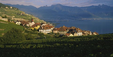Framed Village on a hillside, Rivaz, Lavaux, Switzerland Print